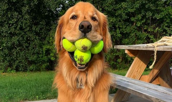 Most tennis balls held in the mouth by a dog